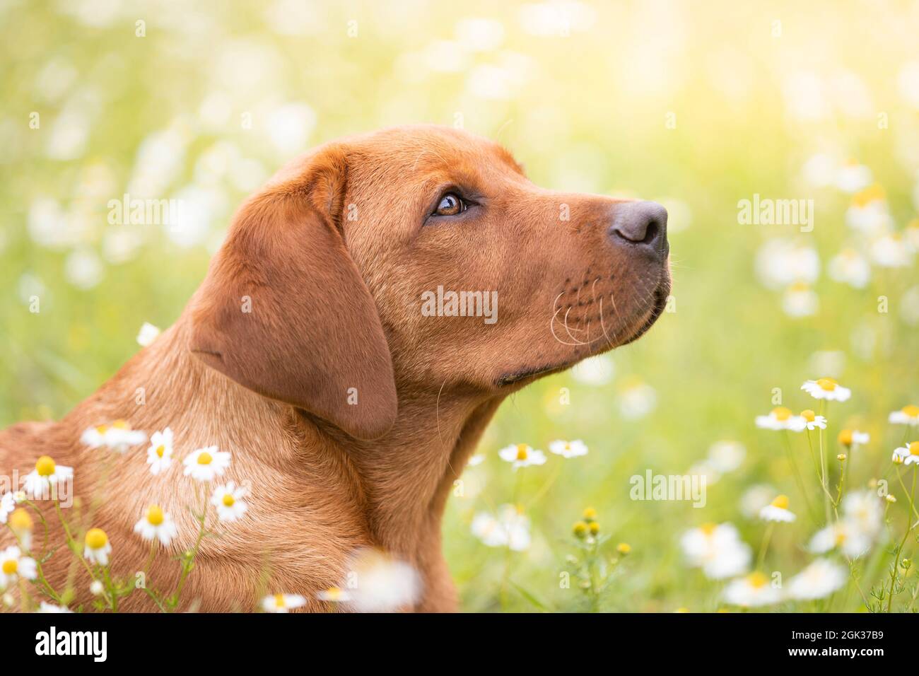 Labrador Retriever. Porträt eines jungen Hundes. Deutschland Stockfoto