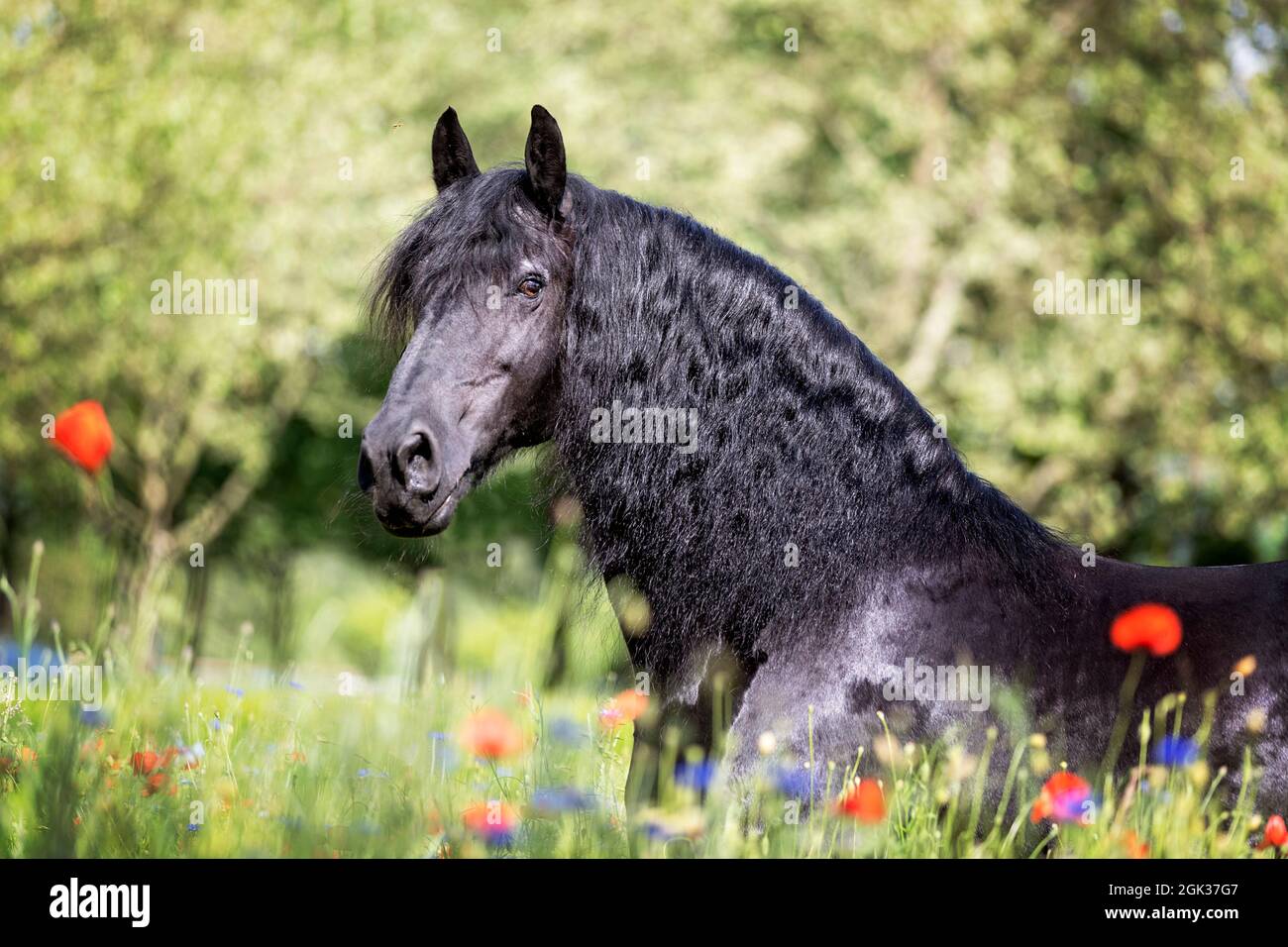 Friesisches Pferd. Porträt eines schwarzen Hengstes mit blühenden Mohnblumen. Deutschland Stockfoto