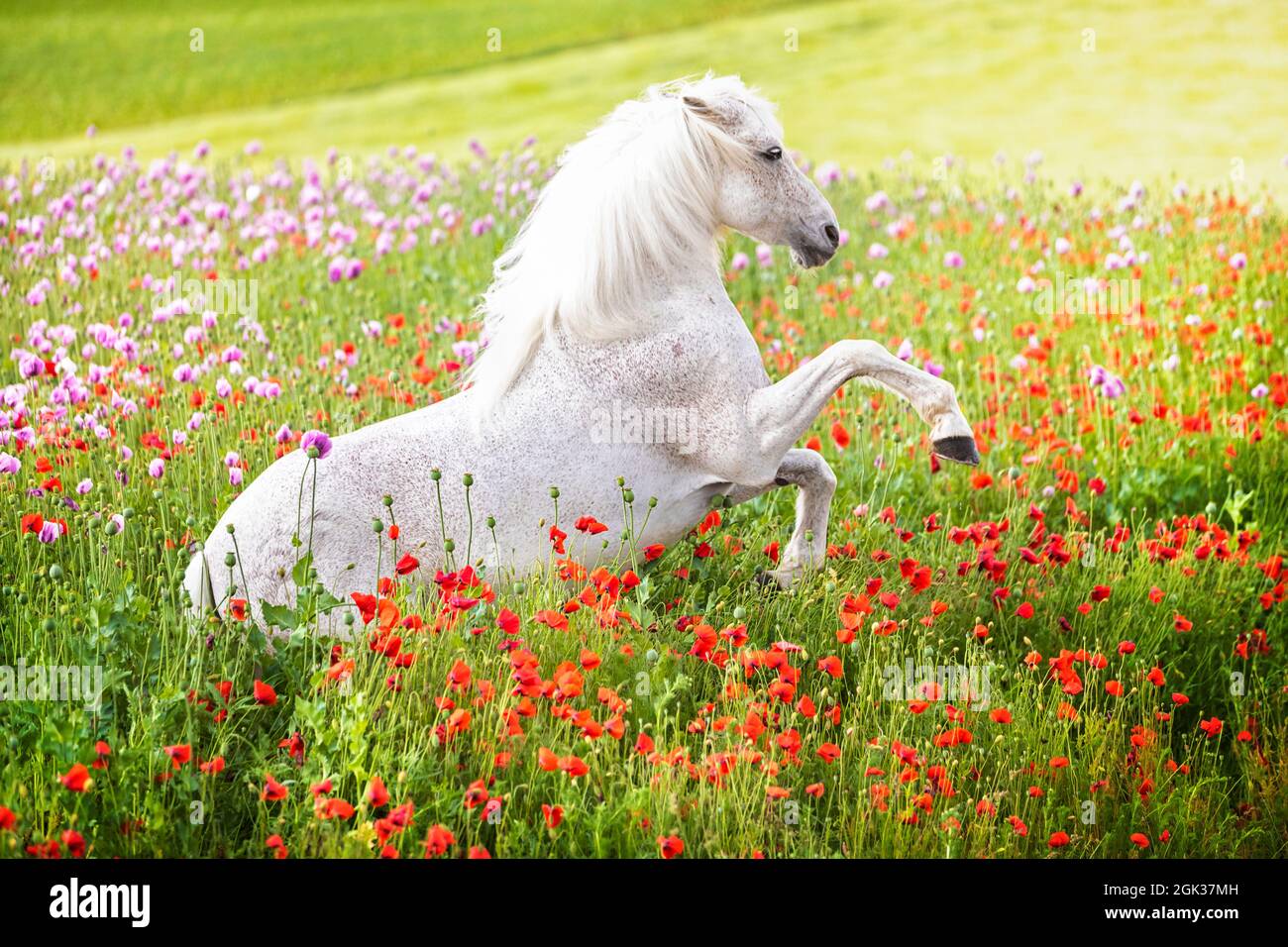 Reines Spanisches Pferd, Andalusisch. Grauer Hengst, der in einem Feld blühender Mohnblumen aufzucht. Deutschland Stockfoto