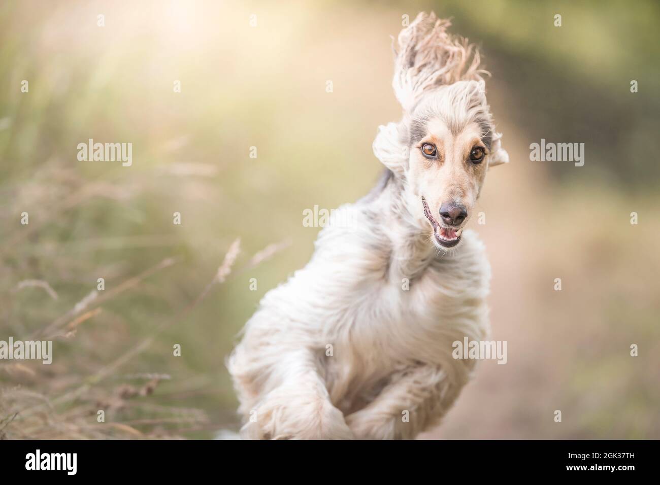 Afghanischer Hund. Junge Hündin, die auf einer Wiese läuft. Deutschland Stockfoto