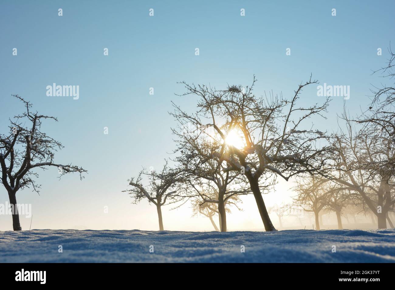Sonne scheint durch Bäume, im Winter mit viel Schnee und blauem Himmel Stockfoto Sonne scheint durch Bäume, im Winter mit viel Schnee und blauem Himmel Stockfoto