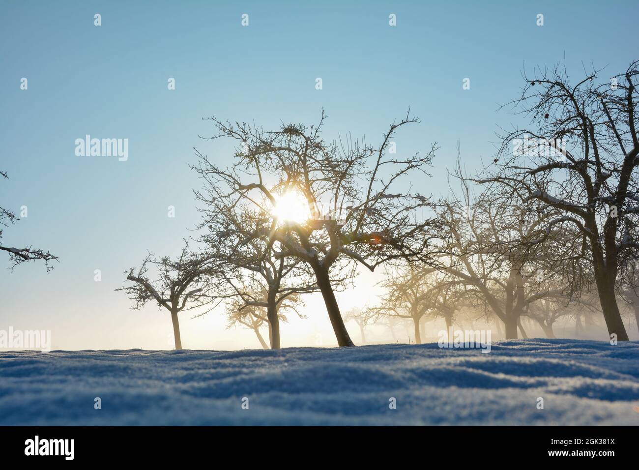 Sonne scheint durch Bäume, im Winter mit viel Schnee und blauem Himmel Stockfoto Sonne scheint durch Bäume, im Winter mit viel Schnee und blauem Himmel Stockfoto