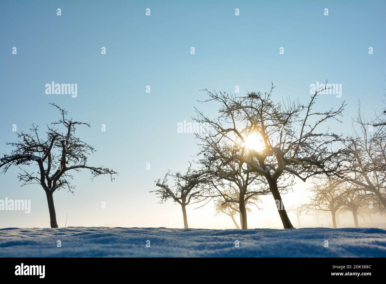 Sonne scheint durch Bäume, im Winter mit viel Schnee und blauem Himmel Stockfoto Sonne scheint durch Bäume, im Winter mit viel Schnee und blauem Himmel Stockfoto