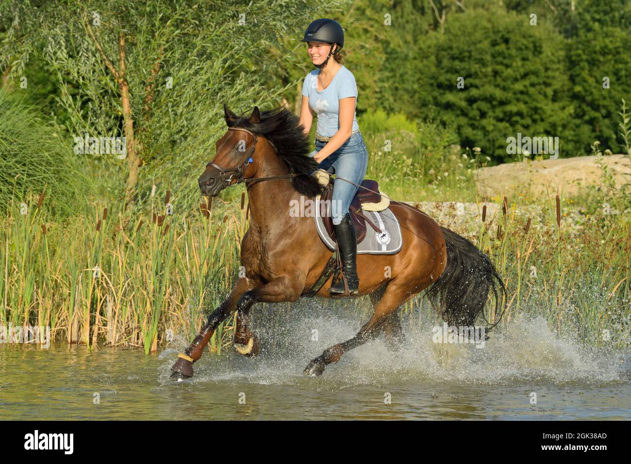 Reiter auf deutschem Reitpony galoppiert durch einen Teich. Deutschland Stockfoto