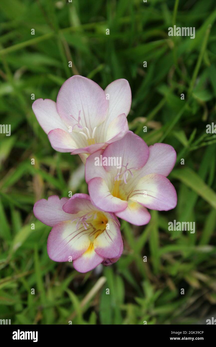 Ixia Birne Blumen wachsen in einem Stück Gras. Stockfoto
