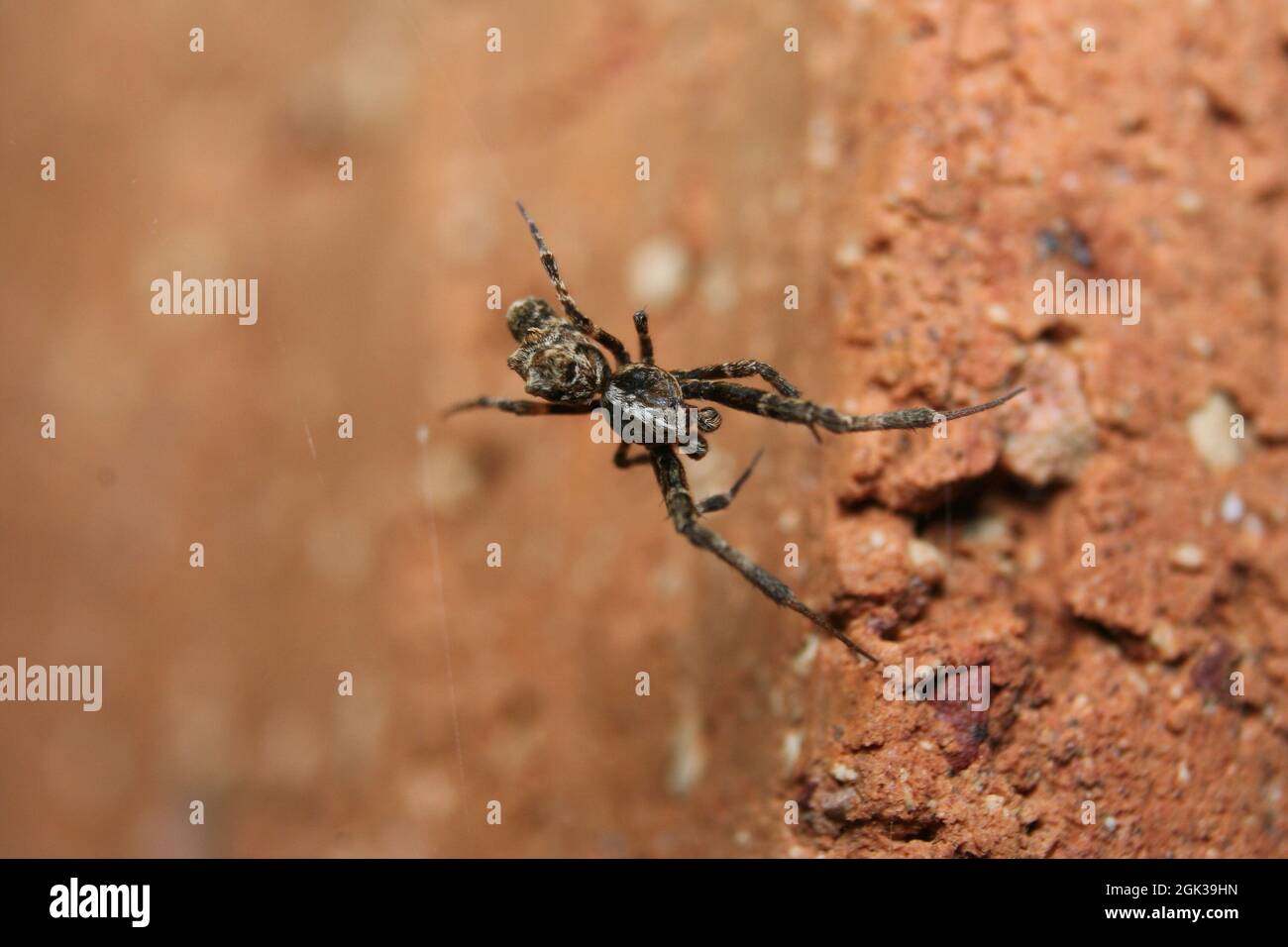 Uloboris barbipes, Eine kleine Webspinne. Stockfoto