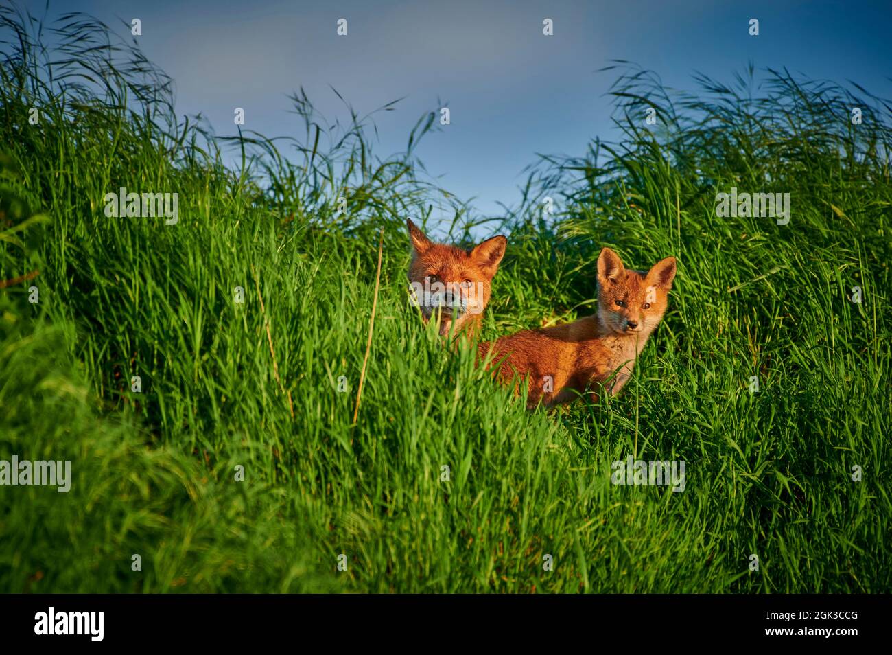 Rotfuchs (Vulpes vulpes). Vixen mit Bausatz, versteckt im hohen Gras. Nordrhein-Westfalen, Deutschland Stockfoto