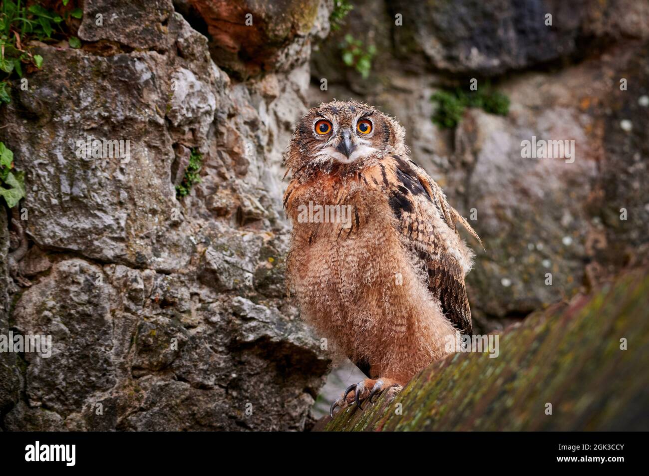 Europäische Adlereule (Bubo bubo). Ewlet auf einem felsigen Hang. Deutschland Stockfoto