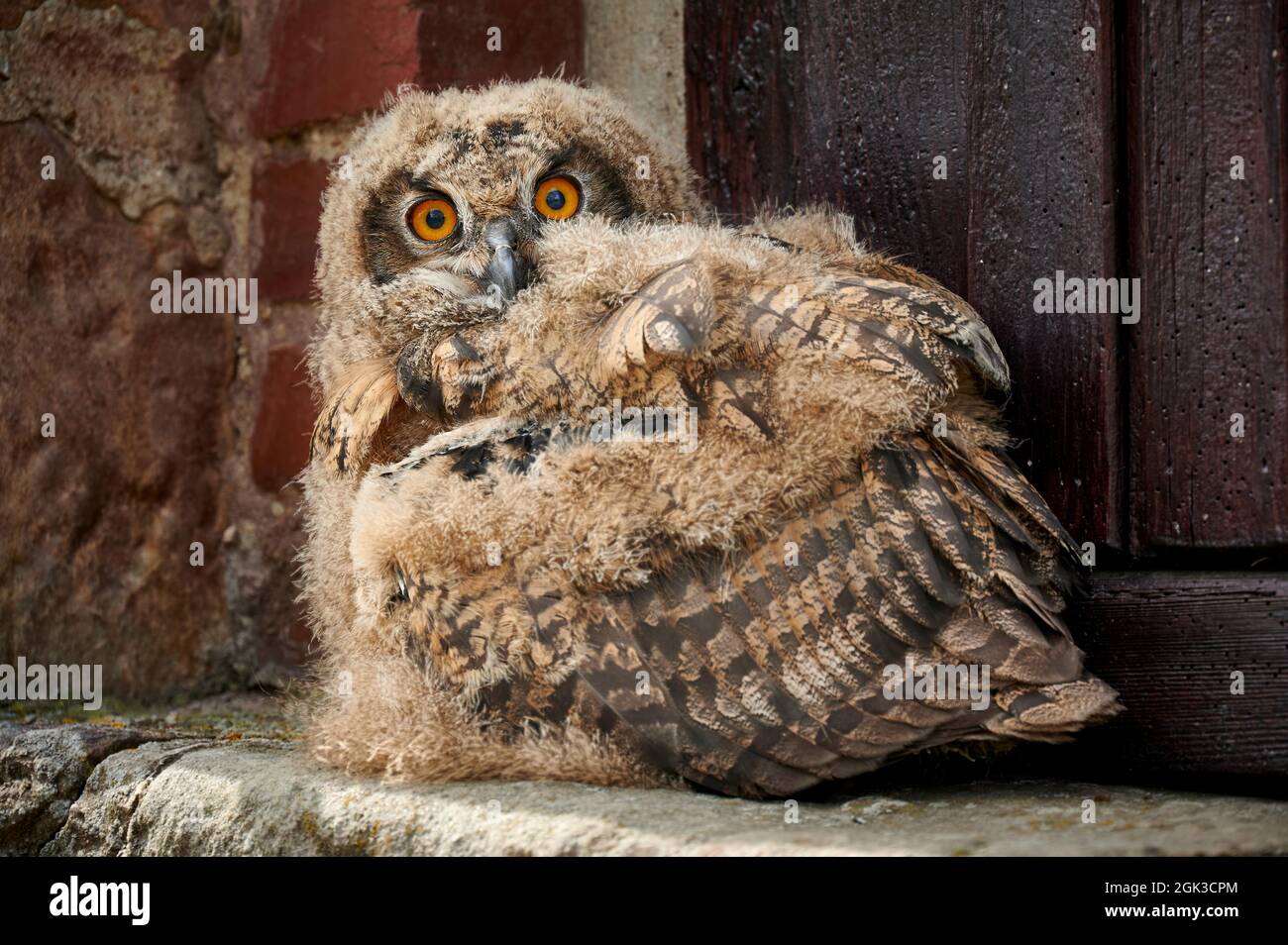 Europäische Adlereule (Bubo bubo). Eulchen auf einem Vorsprung. Deutschland Stockfoto