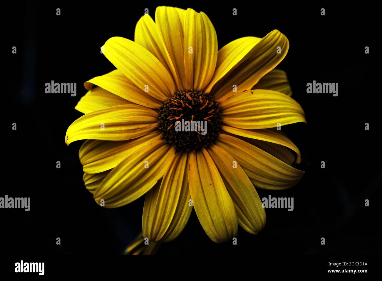 Nahaufnahme einer gelben Blume mit schwarzem Hintergrund Stockfoto