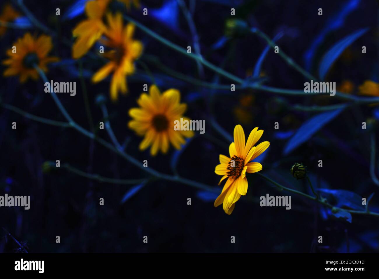 Gelbe Blüten mit blauem Hintergrund Stockfoto