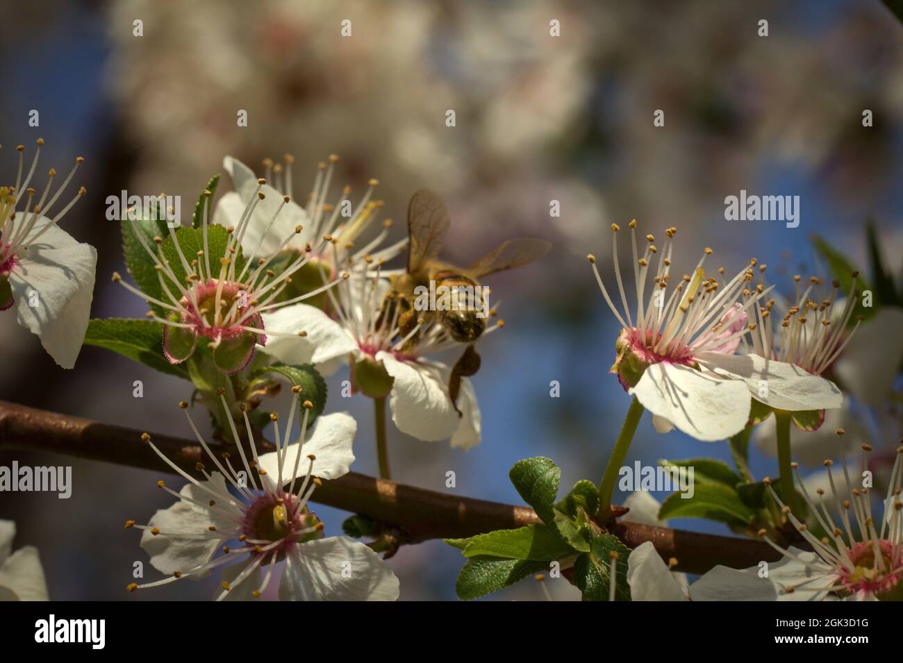 Biene (apis mellifera) auf der weißen Blume eines Kirschpflaumenbaums (prunus cerasifera) Stockfoto