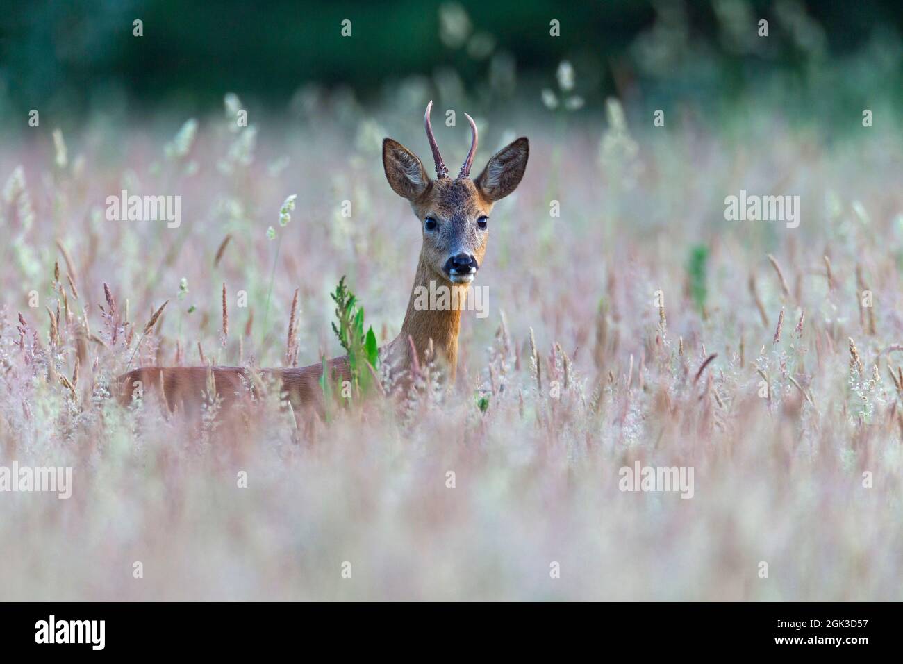 Europäischer Hirsche (Capreolus capreolus). Ein junger Rehbock (erstes  Jahr), der im hohen Gras steht. Deutschland Stockfotografie - Alamy