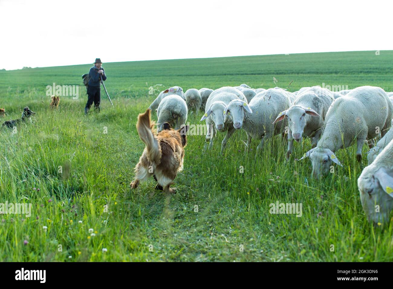 Alter deutscher Herdenhund. Ein Hund treibt die Schafe zurück. Deutschland Stockfoto