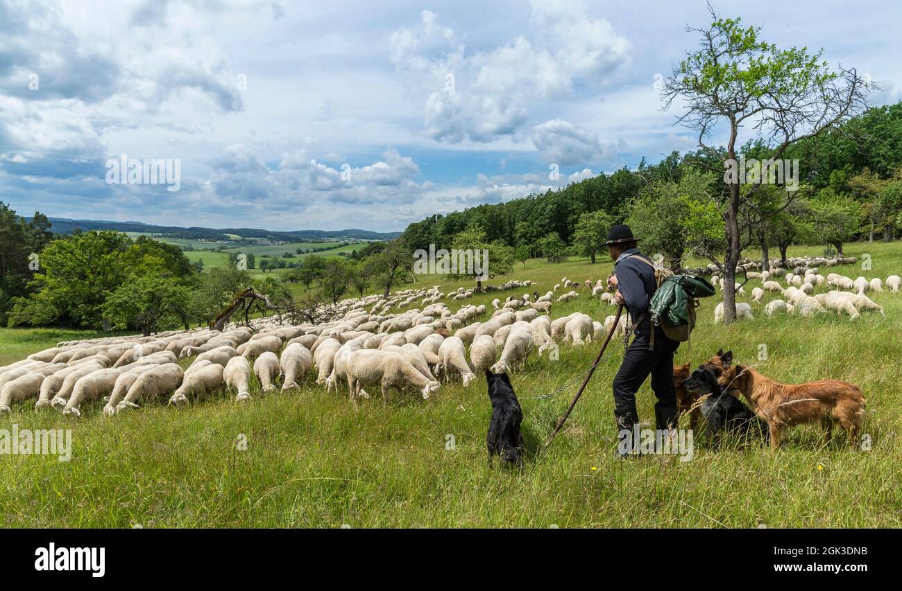 Alter deutscher Herdenhund. Der Hirte und seine Hunde bewachen die Herde der Schafe. Deutschland Stockfoto