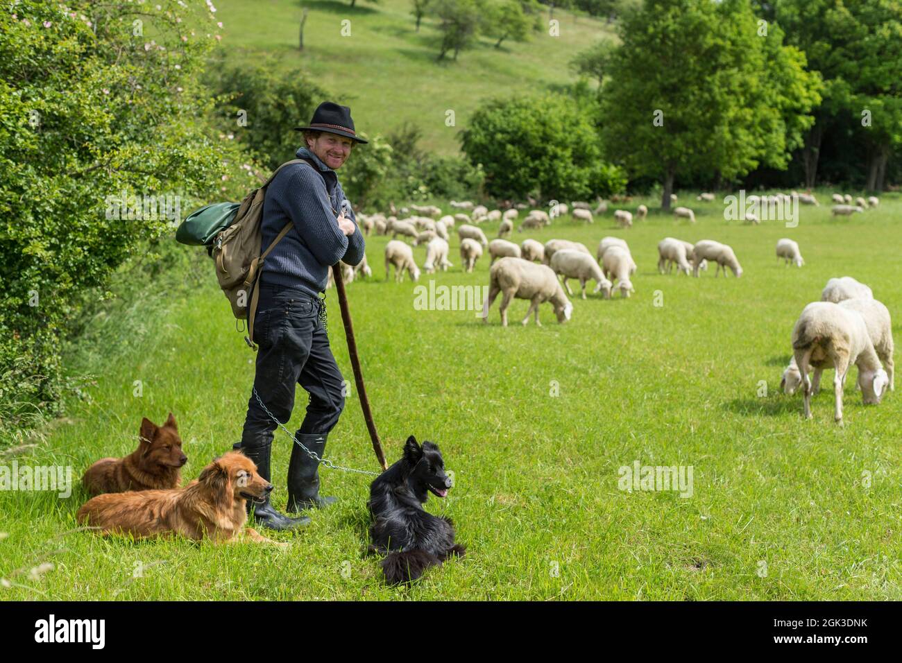 Alter deutscher Herdenhund. Der Hirte und seine Hunde bewachen die Herde der Schafe. Deutschland Stockfoto