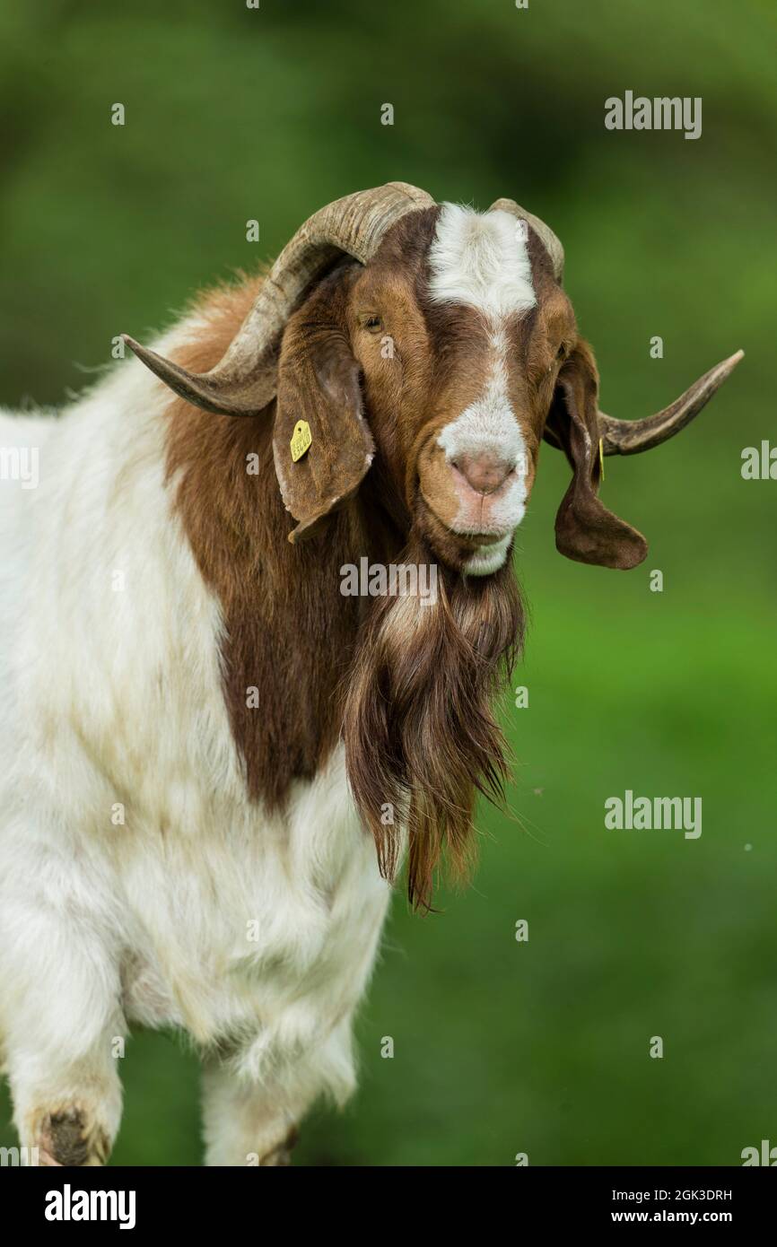 Boer Ziege. Porträt des erwachsenen billy. Deutschland Stockfoto