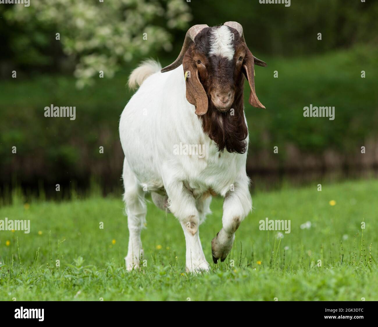 Boer Ziege. Erwachsener billy, der auf einer Weide läuft. Deutschland Stockfoto