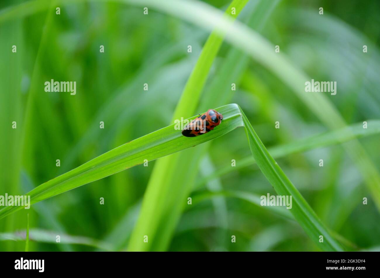 Nahaufnahme der kleinen rot-schwarzen Farbe weevil Insekt halten auf Paddy Pflanzenblatt über unscharf grün braun Hintergrund. Stockfoto
