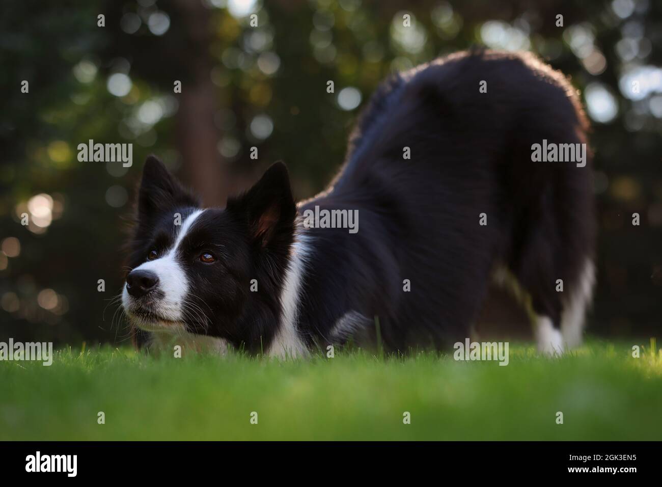 Border Collie macht Gehorsamstraining im Garten. Smart Schwarz und Weiß Hund beugt sich auf grünem Gras. Stockfoto