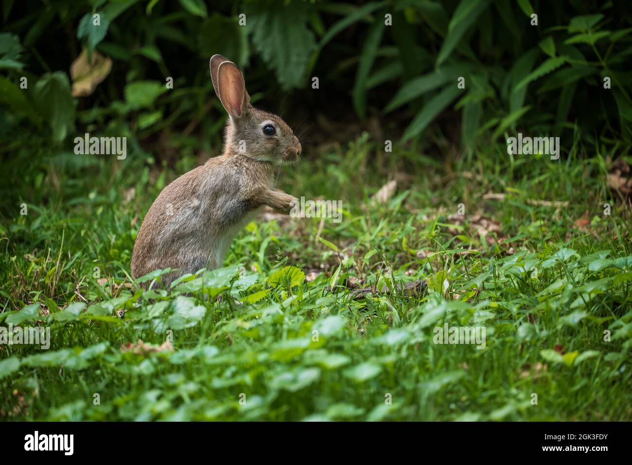 Wildes Kaninchen, das auf zwei Beinen auf der Wiese steht, junger Hase, niedliches kleines Säugetier in der Familie: Leporidae Stockfoto