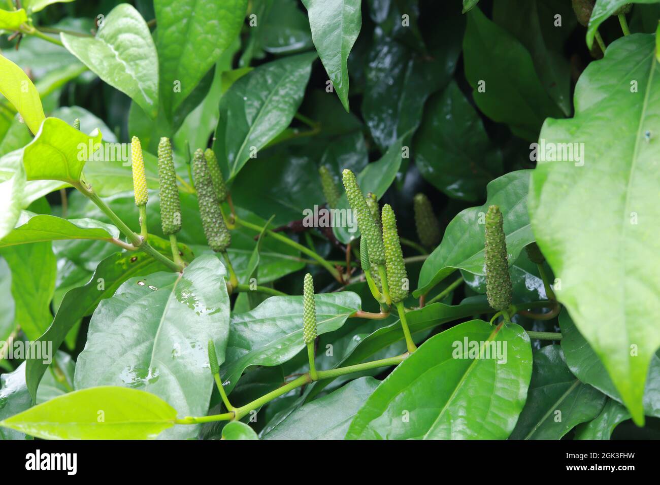 Langer Pfeffermais auf der Rebe mit grünen Blättern. Stockfoto