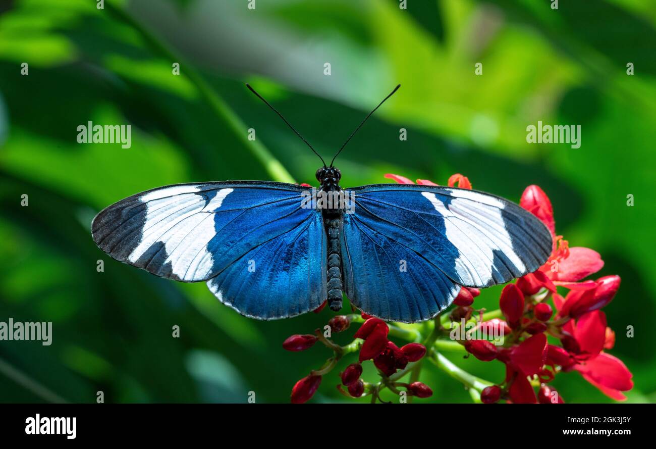 Sara Longwing (Heliconius sara) Butterflyist ein schwarz-weißer Schmetterling aus tropischen Regionen Stockfoto