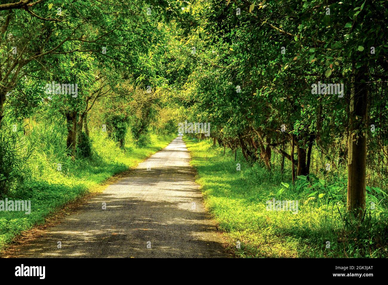 Schöner U Minh Thuong Wald in der Provinz Kien Giang, Südvietnam Stockfoto