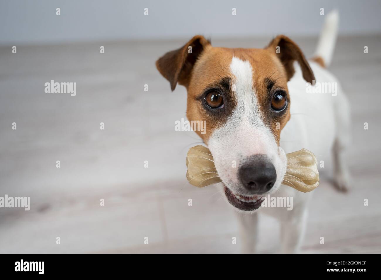 Der Hund hält einen Knochen im Mund. Jack russell Terrier essen Rawhide Leckerbissen. Stockfoto