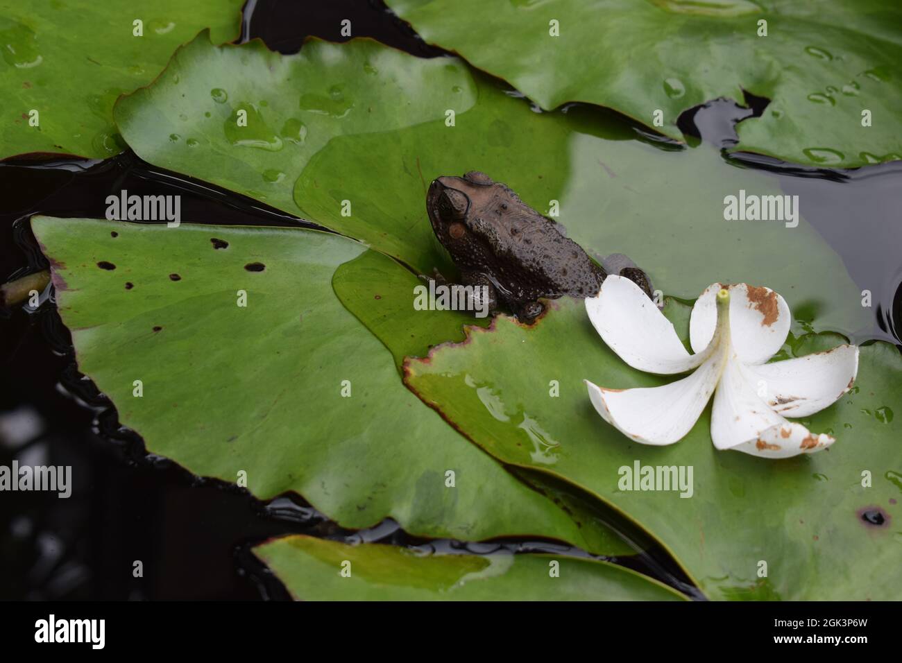 Ein schwarzer Frosch auf grünen Lotusblättern und eine weiße Blume in einem Teich Stockfoto