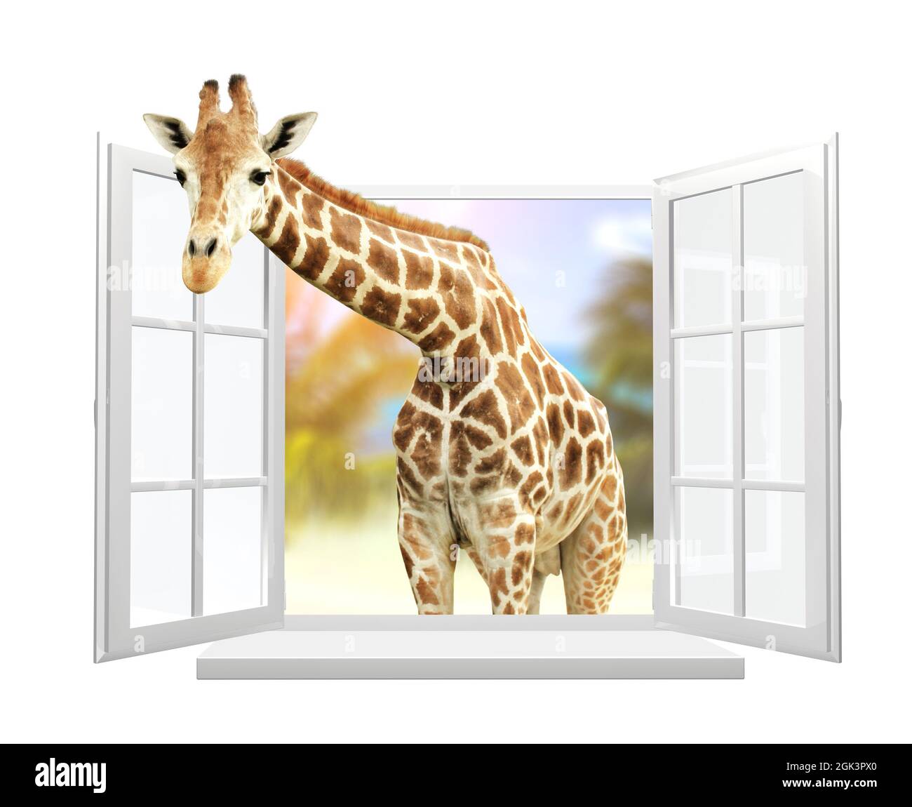 Giraffe schaut durch ein Fenster. Niedliche neugierige Giraffe starren an das geöffnete Fenster. Isoliert auf weißem Hintergrund. 3d-Rendering Stockfoto