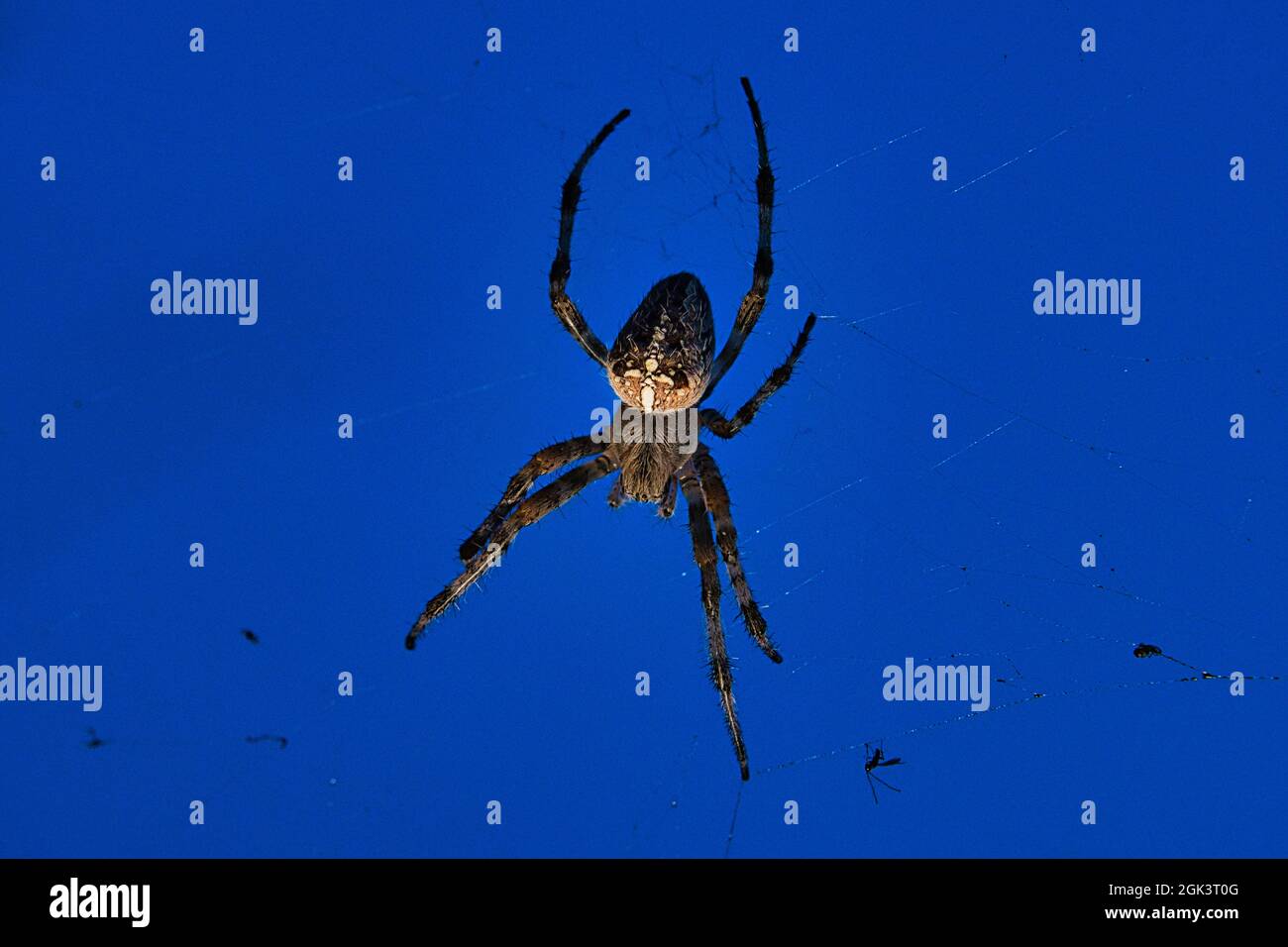 Kreuzspinne im Netz. Der Jäger lauert auf seine Beute. Selbst in den späten Arbeitszeiten sind sie bereit, Insekten zu fangen, die in ihr Netz fliegen Stockfoto