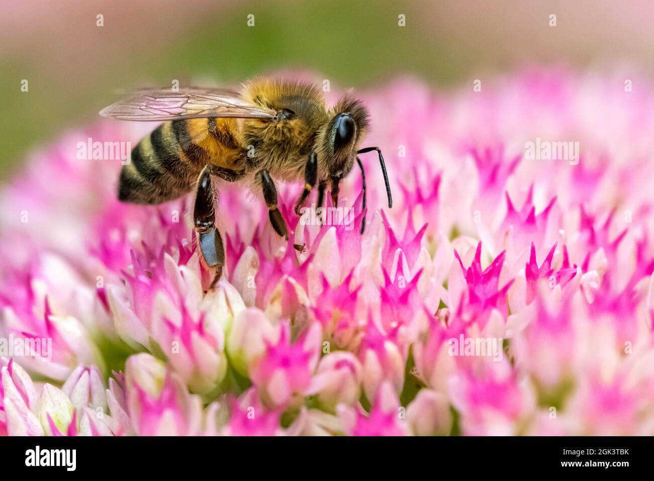 Eine Honigbiene, die auf bunten Sedum-Blüten aufblüht Stockfoto