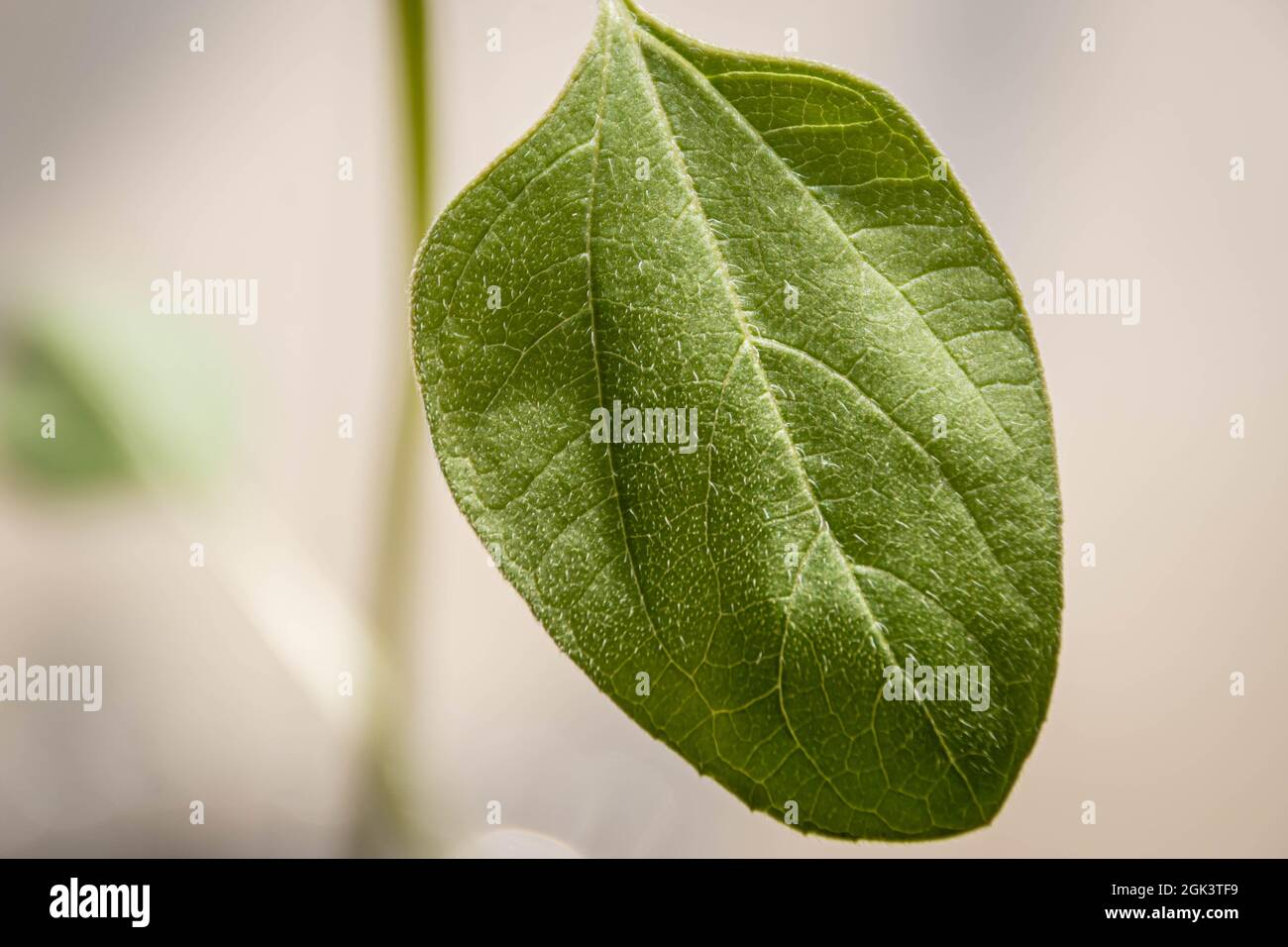 Sonnenblume Pflanze Grün Blatt Textur Detail Nahaufnahme geringe Schärfentiefe verschwommener Hintergrund Stockfoto