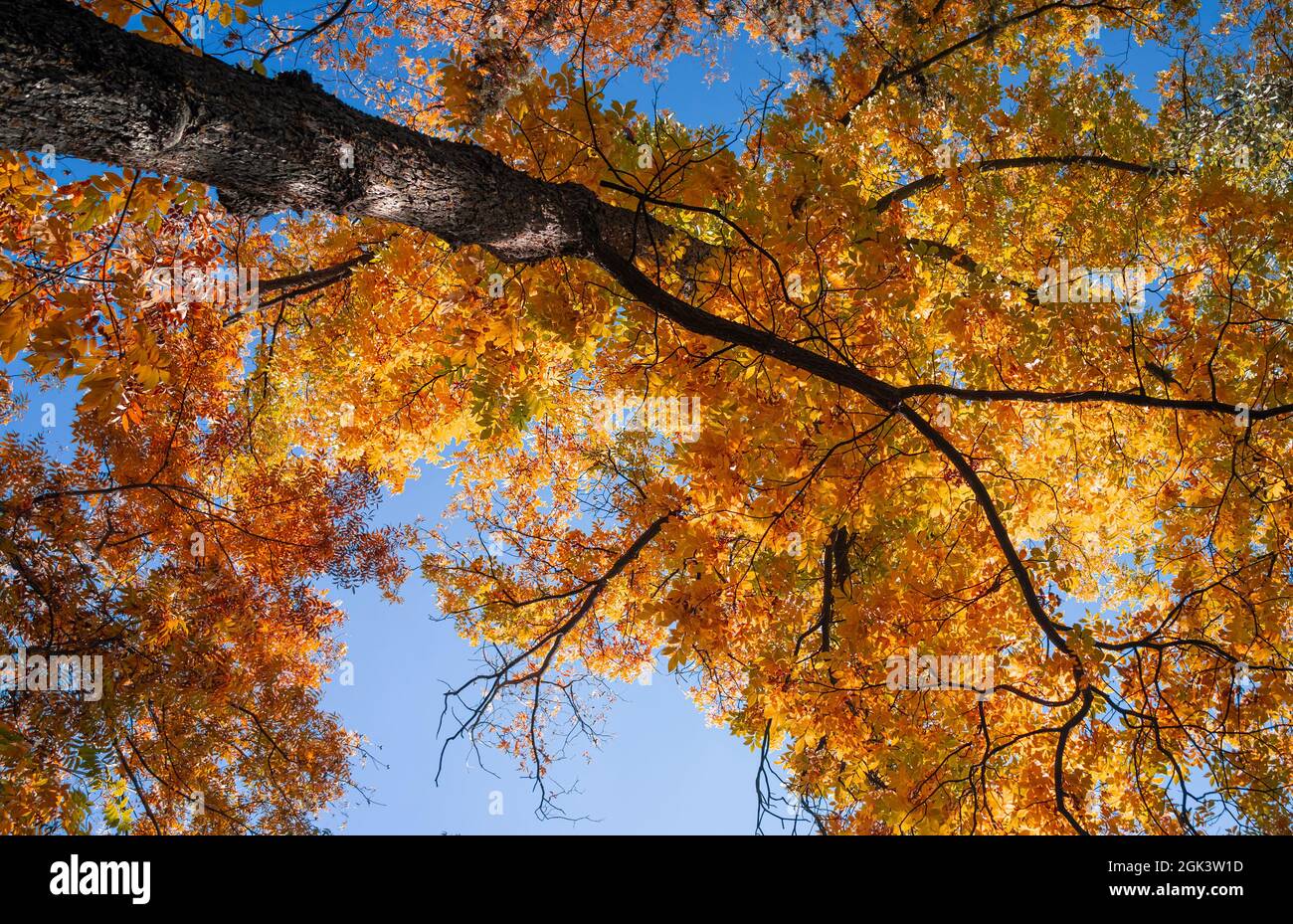 Schöner Herbsthintergrund. Erstaunliche Schönheit eines großen goldenen trockenen Baumes über blauem Himmel Hintergrund. Konzept Für Saisonwechsel. Stockfoto