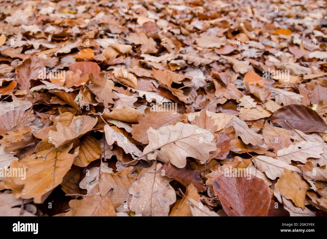 Braune Blätter auf dem Waldboden im Herbst, Vollbildansicht von oben Stockfoto