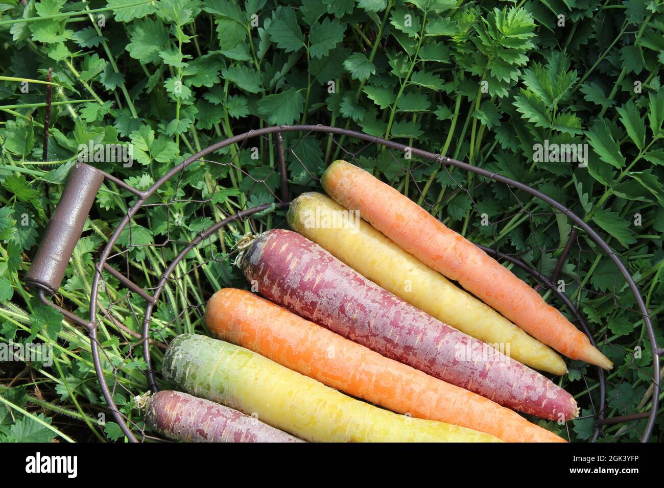 Bunte Karotten und burnett im Garten Stockfoto