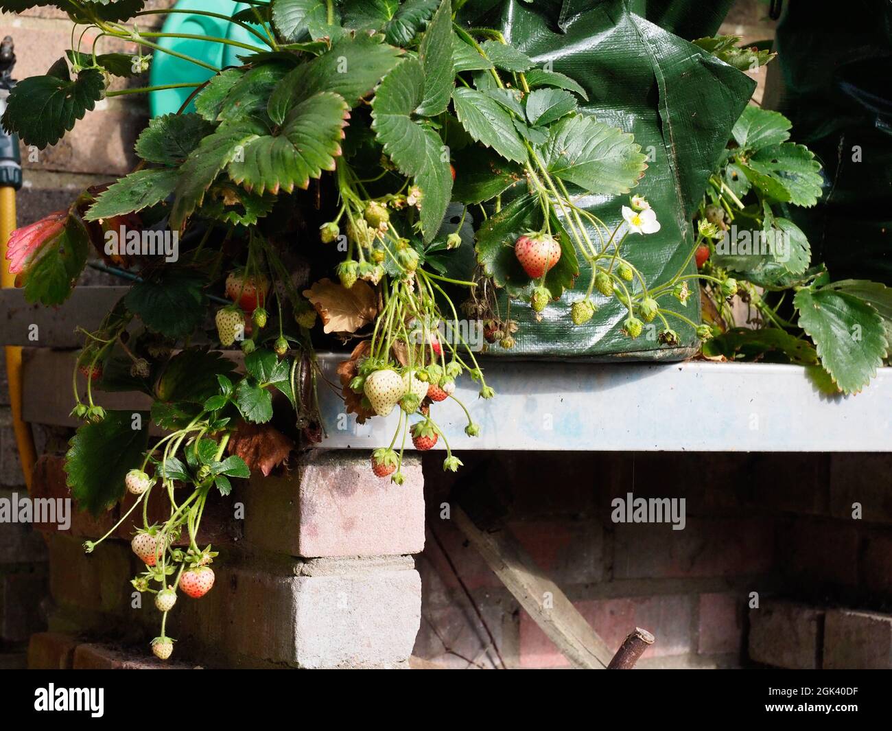 Erdbeeren wachsen in einem Beutel, der verschiedene Reifungsstufen zeigt Stockfoto