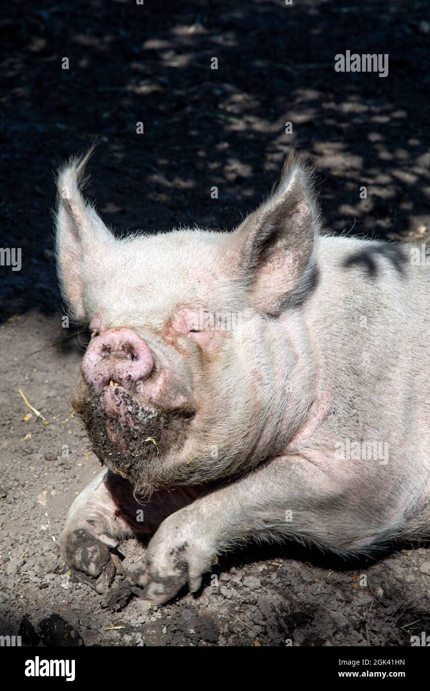 Mittleres weißes Schwein auf der Mudchute Farm, London, Großbritannien Stockfoto