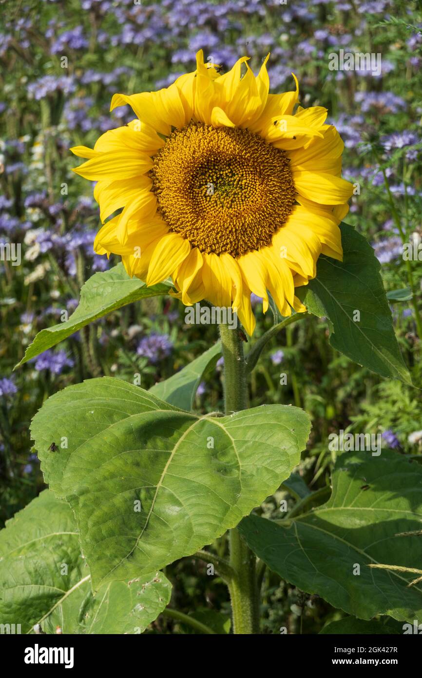 Einzelne Sonnenblume im Borretsch-Feld, in der britischen Grafschaft Stockfoto