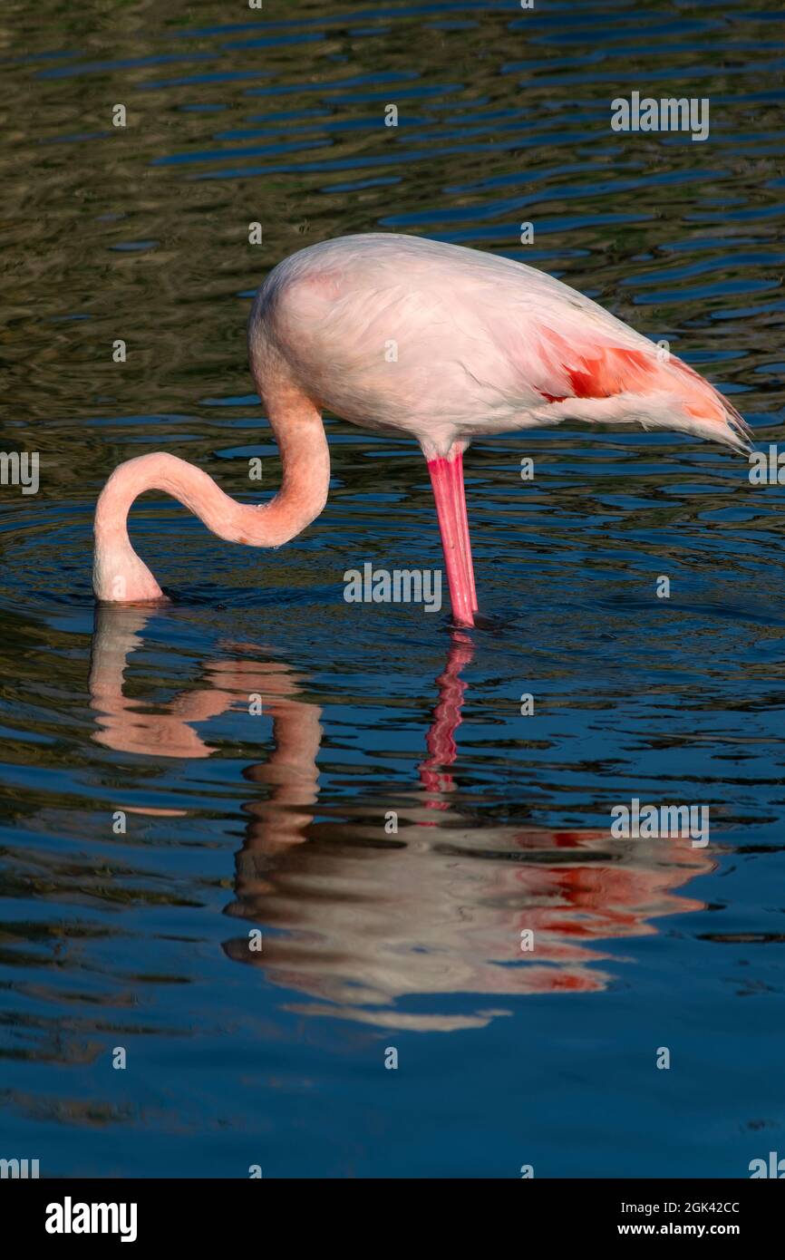 Nahaufnahme eines großen Flamingos (Phoenicopterus roseus), der in der Camargue, Bouches du Rhone, Südfrankreich, fischt Stockfoto