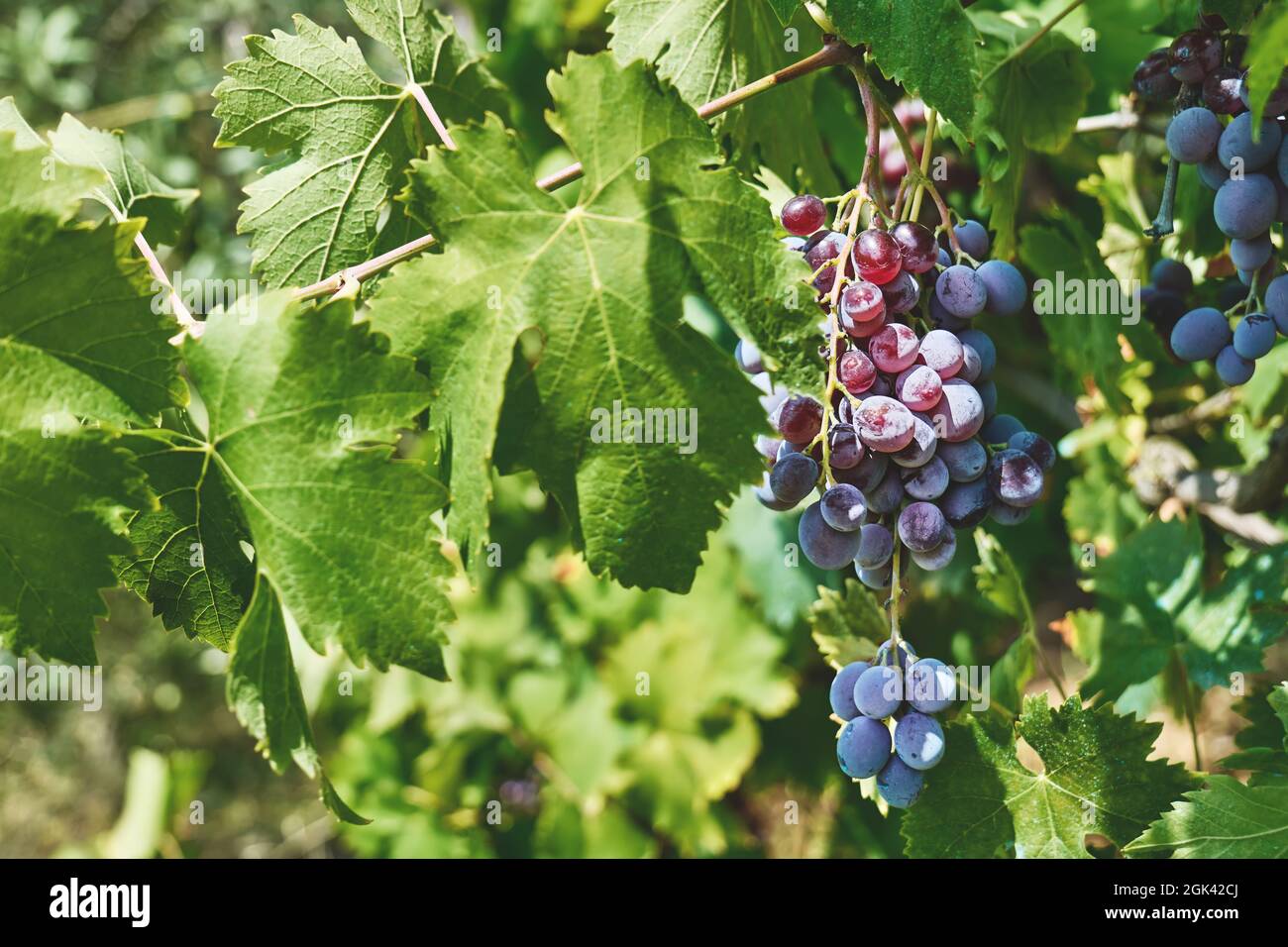 Ein Strauß lila Trauben für Rotwein auf der Weinrebe im Herbstgarten. Ernte. Weinreben mit schwarzen Trauben und grünen Blättern. Stockfoto