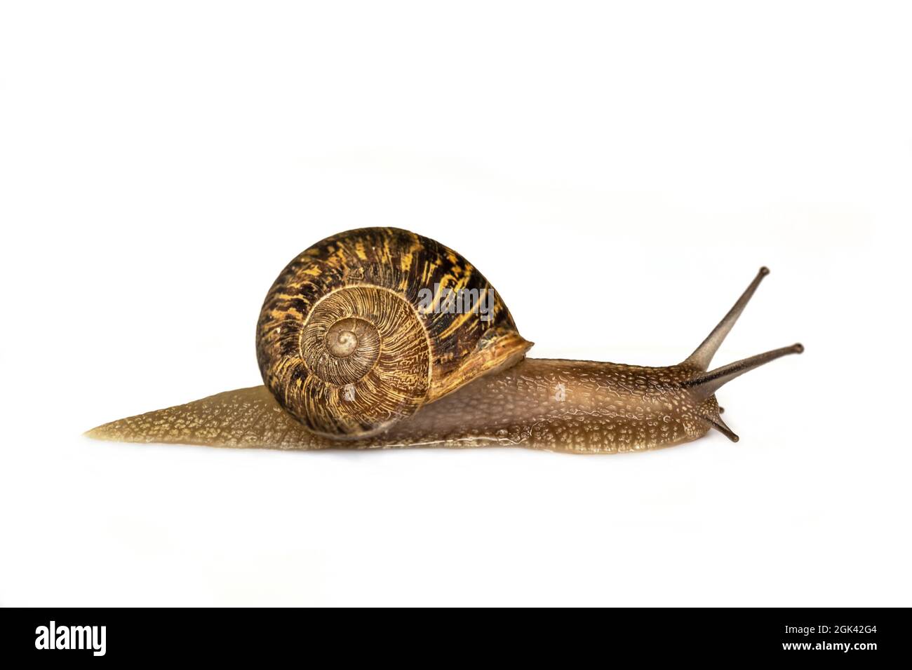Schnecke bewegt sich isoliert auf weißem Hintergrund, langsames Tierkonzept Stockfoto