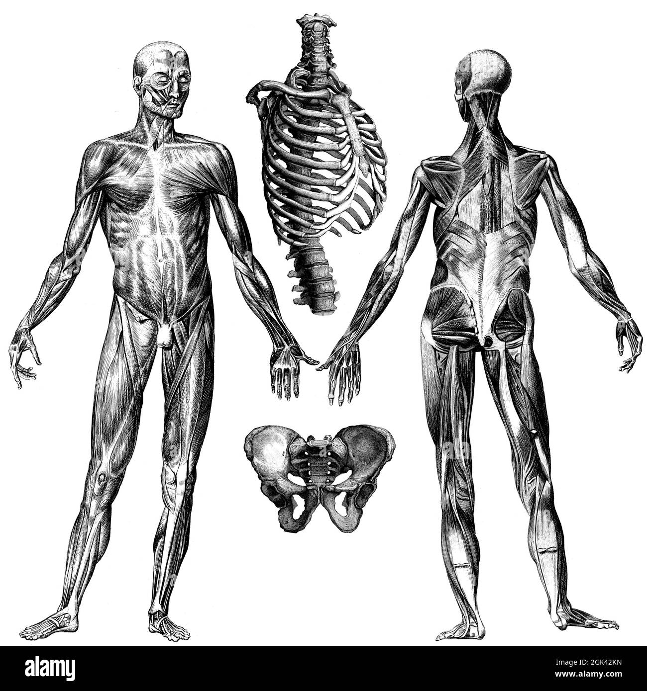 Medizinische - viktorianische anatomische Illustrationen - auf weißem Hintergrund zum Ausschneiden. Stockfoto
