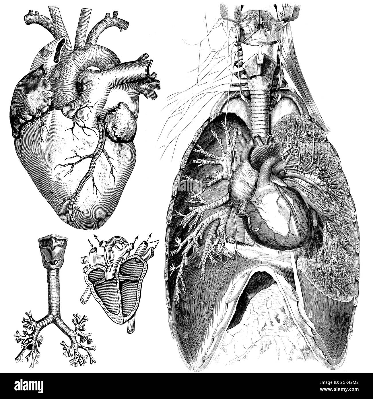 Medizinische - viktorianische anatomische Illustrationen - auf weißem Hintergrund zum Ausschneiden. Stockfoto