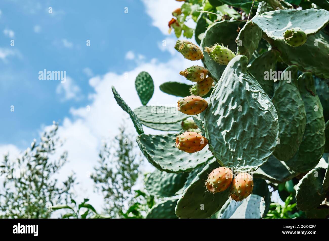 Kaktus oder Ficus-Indica. Indische Feige opuntia mit reifen süßen Früchten. Essbare Kaktusfrüchte. Sizilianischer Garten. Stockfoto