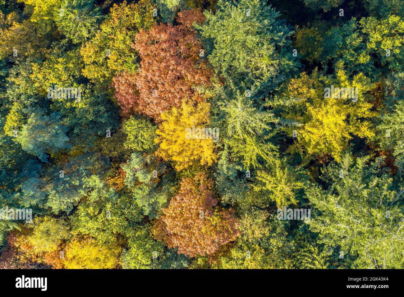 Luftaufnahme des Mischwaldes in Herbstfarben von oben nach unten. Gasselte, Drenthe, Niederlande. Landschaftsbild in der Natur Europas. Stockfoto