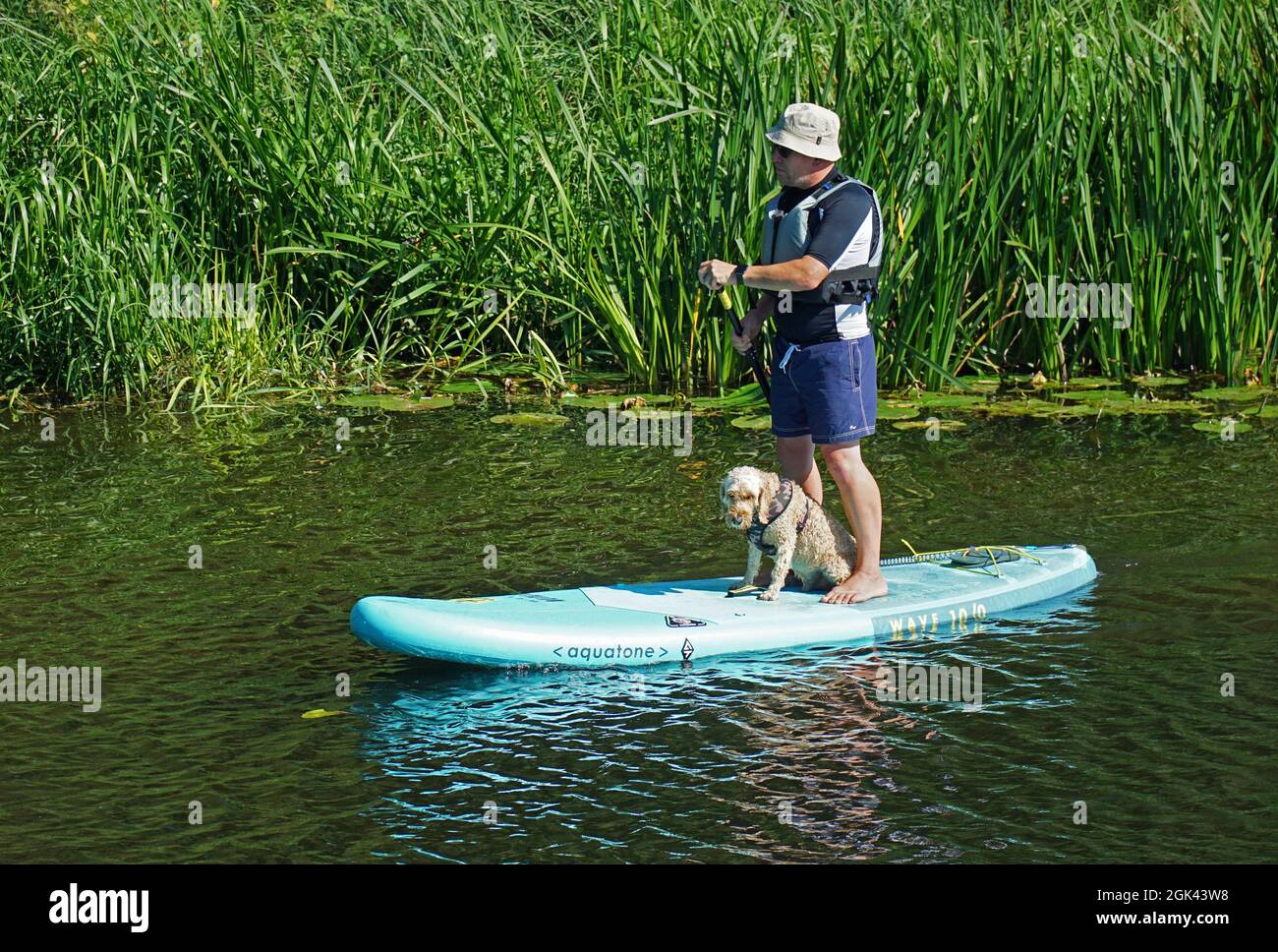 Mann und Hund auf dem Paddelbrett auf dem Fluss Ouse Cambridgeshire. Stockfoto