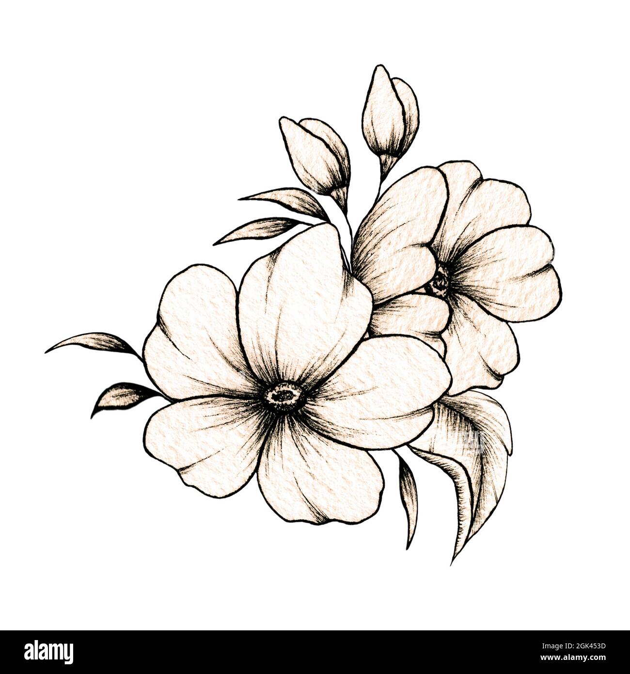 Einfache Linie Zeichnung florale Zusammensetzung mit verschiedenen großen und kleinen Blumen und Blätter isoliert auf weißem Hintergrund, warme Tinte Zeichnung Stockfoto