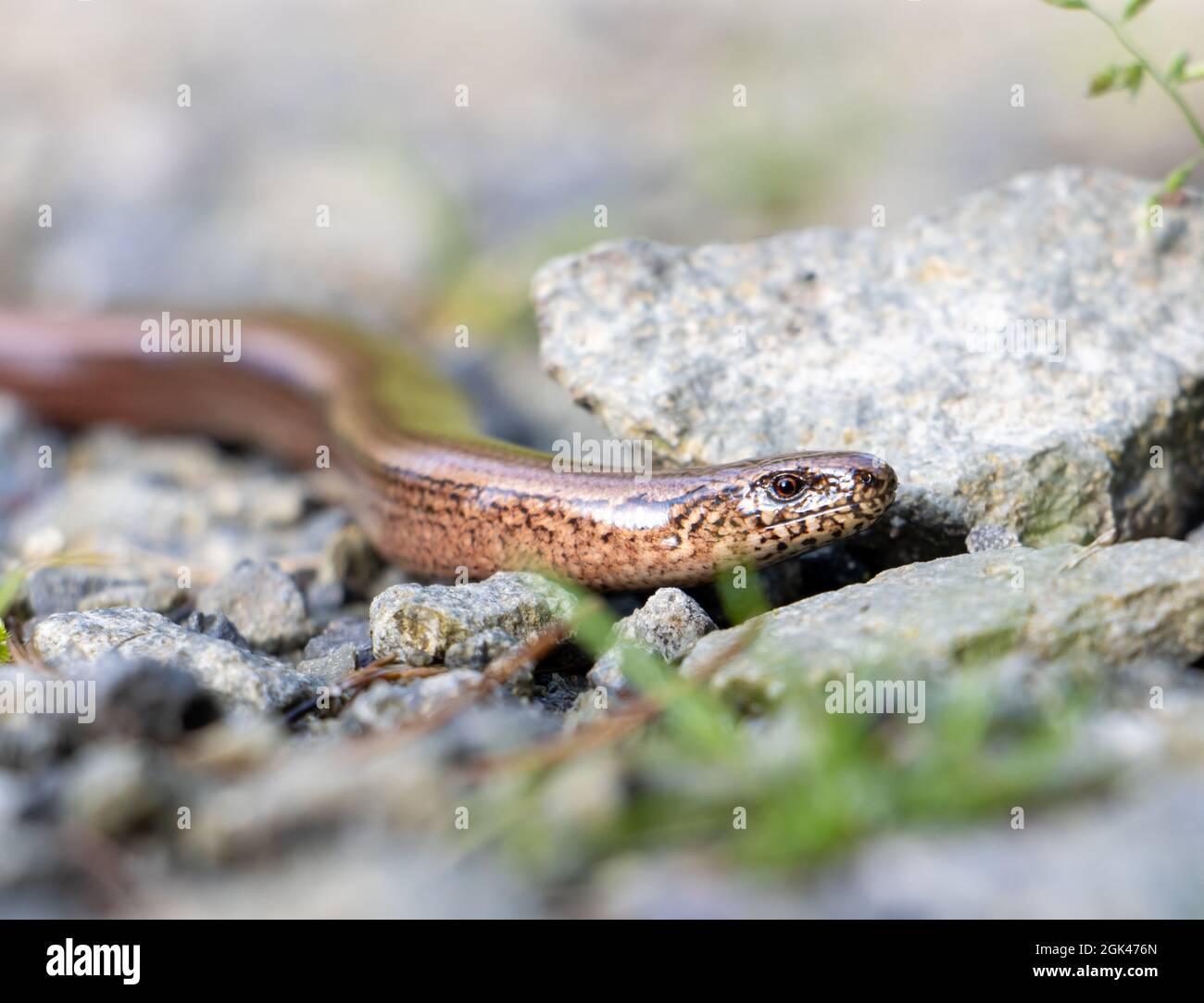 Schlange (Anguis fragilis) kriecht auf einem Steinpfad im Wald, Nahaufnahme. Stockfoto